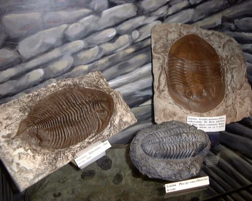 trilobiter stora