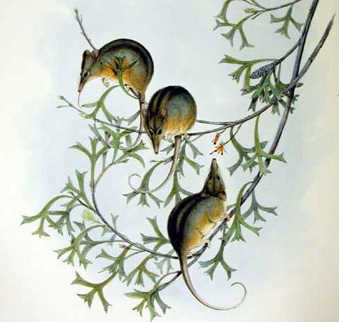 Tarsipes rostratus Gould